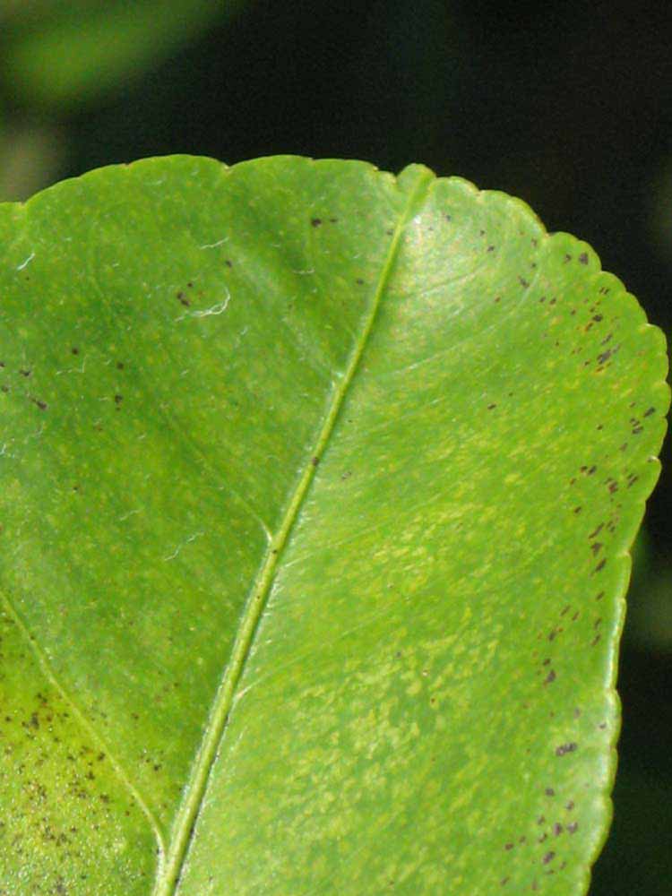              Margin (Winter Haven, FL)       